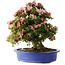 Rhododendron indicum Shin Nikko, 62 cm, ± 25 Jahre alt, mit einem Nebari von 17 cm