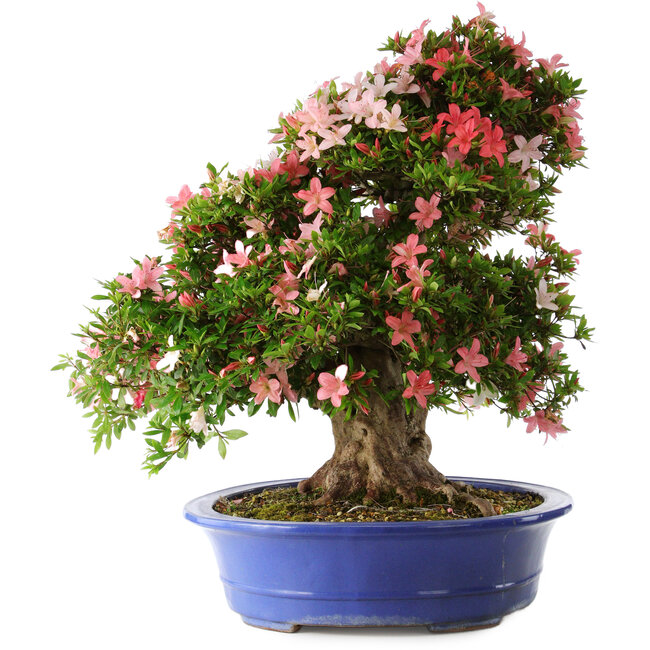 Rhododendron indicum Shin Nikko, 62 cm, ± 25 Jahre alt, mit einem Nebari von 17 cm