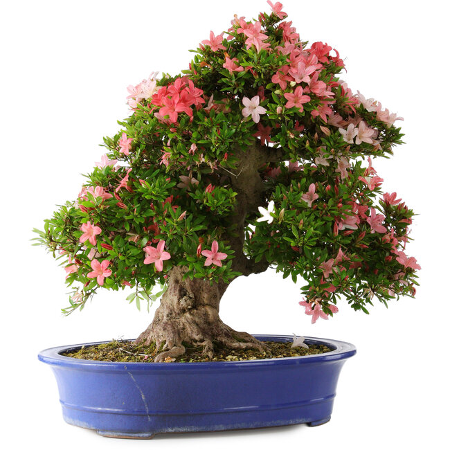 Rhododendron indicum Shin Nikko, 62 cm, ± 25 ans, avec un nebari de 17 cm