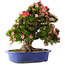 Rhododendron indicum Shin Nikko, 62 cm, ± 25 Jahre alt, mit einem Nebari von 17 cm