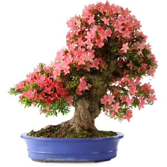 Rhododendron indicum Shin Nikko, 64 cm, ± 25 Jahre alt