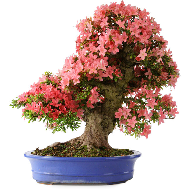 Rhododendron indicum Shin Nikko, 64 cm, ± 25 Jahre alt, mit einem Nebari von 18 cm