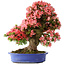 Rhododendron indicum Shin Nikko, 64 cm, ± 25 Jahre alt, mit einem Nebari von 18 cm