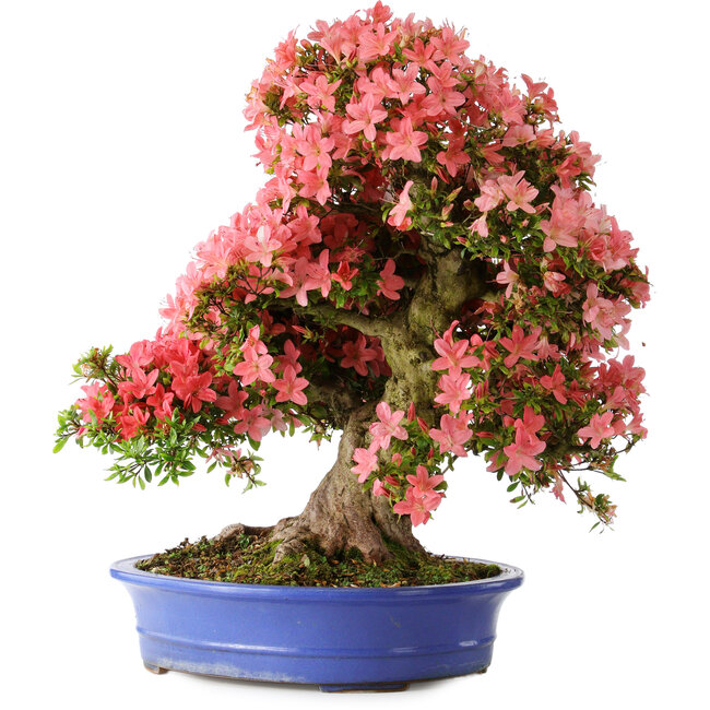 Rhododendron indicum Shin Nikko, 64 cm, ± 25 years old, with a nebari of 18 cm