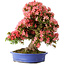 Rhododendron indicum Shin Nikko, 64 cm, ± 25 Jahre alt, mit einem Nebari von 18 cm