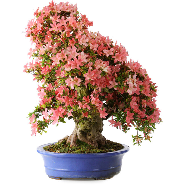 Rhododendron indicum Shin Nikko, 64 cm, ± 25 years old, with a nebari of 18 cm