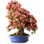 Rhododendron indicum Shin Nikko, 64 cm, ± 25 Jahre alt, mit einem Nebari von 18 cm