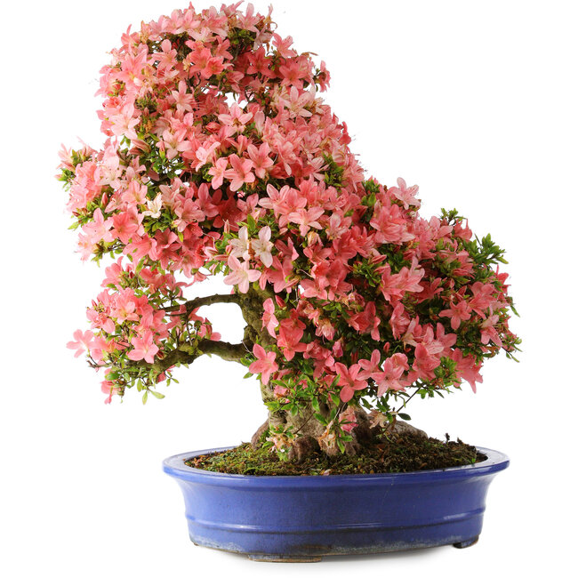 Rhododendron indicum Shin Nikko, 64 cm, ± 25 años, con un nebari de 18 cm