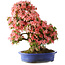 Rhododendron indicum Shin Nikko, 64 cm, ± 25 Jahre alt, mit einem Nebari von 18 cm