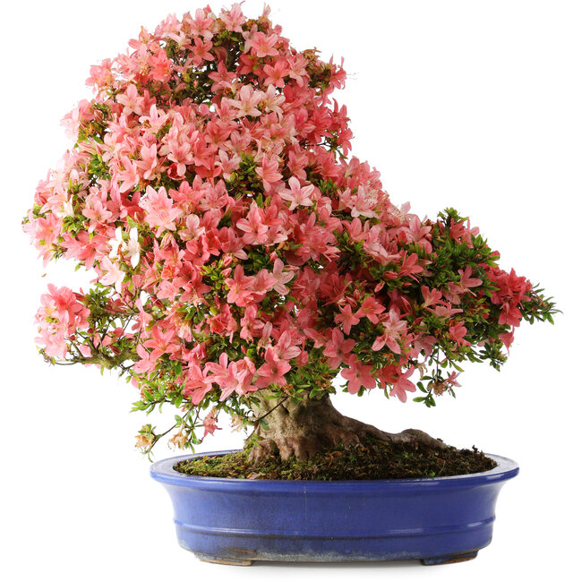 Rhododendron indicum Shin Nikko, 64 cm, ± 25 years old, with a nebari of 18 cm