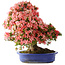 Rhododendron indicum Shin Nikko, 64 cm, ± 25 Jahre alt, mit einem Nebari von 18 cm