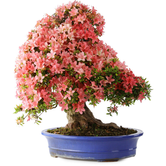 Rhododendron indicum Shin Nikko, 64 cm, ± 25 years old, with a nebari of 18 cm