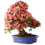 Rhododendron indicum Shin Nikko, 64 cm, ± 25 Jahre alt, mit einem Nebari von 18 cm