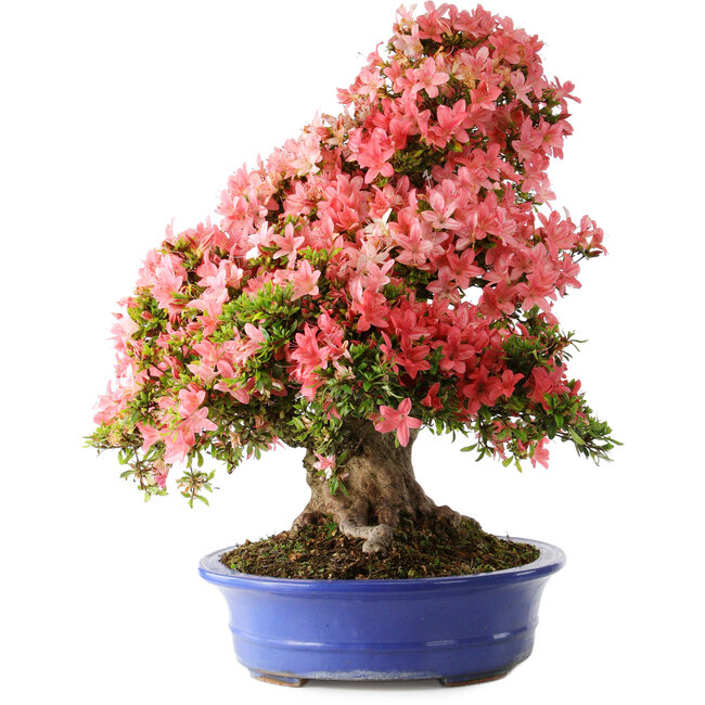 Rhododendron indicum Shin Nikko, 64 cm, ± 25 years old, with a nebari of 18 cm