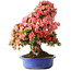 Rhododendron indicum Shin Nikko, 64 cm, ± 25 Jahre alt, mit einem Nebari von 18 cm