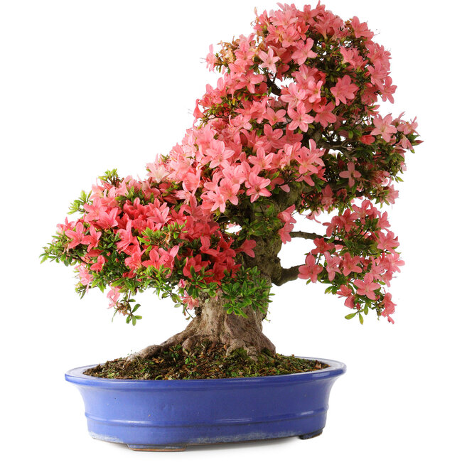 Rhododendron indicum Shin Nikko, 64 cm, ± 25 years old, with a nebari of 18 cm