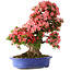 Rhododendron indicum Shin Nikko, 64 cm, ± 25 jaar oud, met een nebari van 18 cm