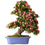 Rhododendron indicum Shin Nikko, 71 cm, ± 30 Jahre alt, in einem Topf mit Absplitterungen am Rand und einem der Füße