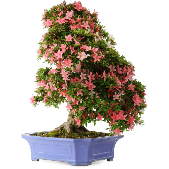 Rhododendron indicum Shin Nikko, 71 cm, ± 30 jaar oud, in een pot met chips aan de rand en een van de voeten