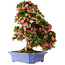 Rhododendron indicum Shin Nikko, 71 cm, ± 30 Jahre alt, in einem Topf mit Absplitterungen am Rand und einem der Füße