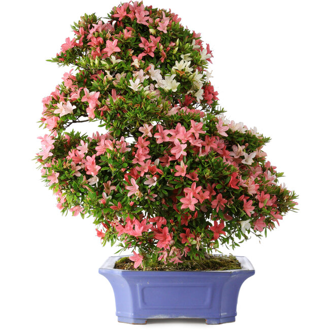 Rhododendron indicum Shin Nikko, 71 cm, ± 30 anni, in un vaso con scheggiature sul bordo e su uno dei piedi