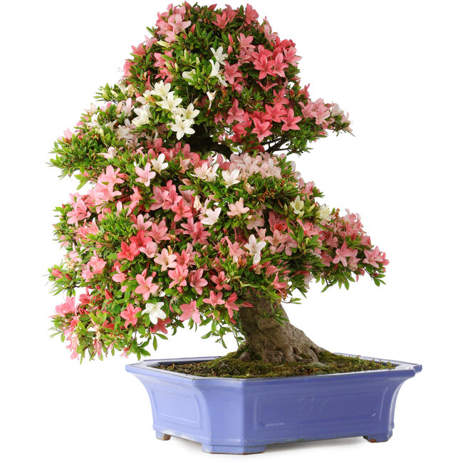 Rhododendron indicum Shin Nikko, 71 cm, ± 30 years old, in a pot with chips on the edge and one of the feet