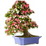 Rhododendron indicum Shin Nikko, 71 cm, ± 30 Jahre alt, in einem Topf mit Absplitterungen am Rand und einem der Füße