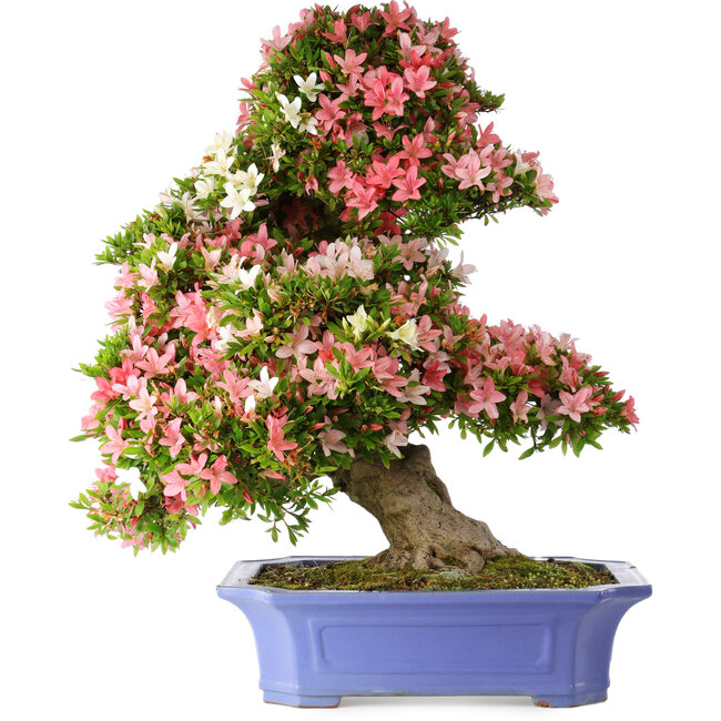 Rhododendron indicum Shin Nikko, 71 cm, ± 30 jaar oud, in een pot met chips aan de rand en een van de voeten