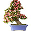 Rhododendron indicum Shin Nikko, 71 cm, ± 30 Jahre alt, in einem Topf mit Absplitterungen am Rand und einem der Füße