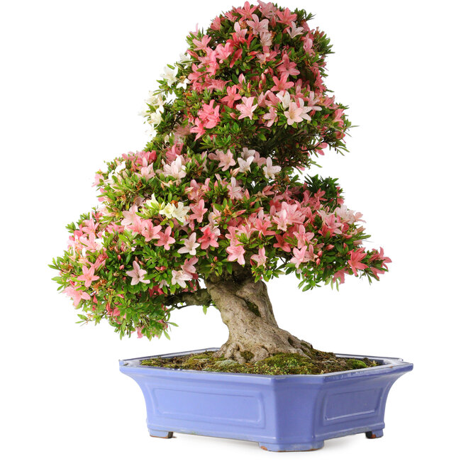 Rhododendron indicum Shin Nikko, 71 cm, ± 30 Jahre alt, in einem Topf mit Absplitterungen am Rand und einem der Füße