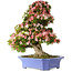 Rhododendron indicum Shin Nikko, 71 cm, ± 30 Jahre alt, in einem Topf mit Absplitterungen am Rand und einem der Füße