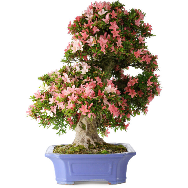 Rhododendron indicum Shin Nikko, 71 cm, ± 30 years old, in a pot with chips on the edge and one of the feet