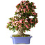 Rhododendron indicum Shin Nikko, 71 cm, ± 30 Jahre alt, in einem Topf mit Absplitterungen am Rand und einem der Füße