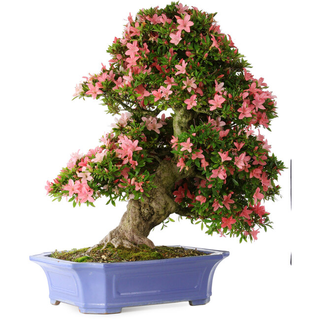 Rhododendron indicum Shin Nikko, 71 cm, ± 30 ans, dans un pot avec des éclats sur le bord et un des pieds