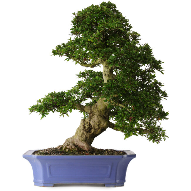 Rhododendron indicum Shin Nikko, 71 cm, ± 30 Jahre alt, in einem Topf mit Absplitterungen am Rand und einem der Füße