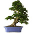 Rhododendron indicum Shin Nikko, 71 cm, ± 30 anni, in un vaso con scheggiature sul bordo e su uno dei piedi