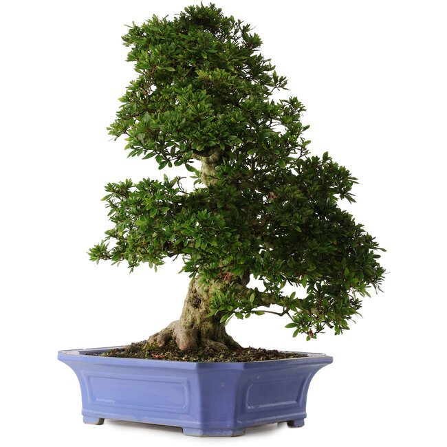 Rhododendron indicum Shin Nikko, 71 cm, ± 30 ans, dans un pot avec des éclats sur le bord et un des pieds