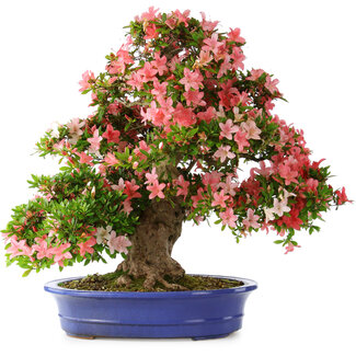 Rhododendron indicum Shin Nikko, 64 cm, ± 25 Jahre alt