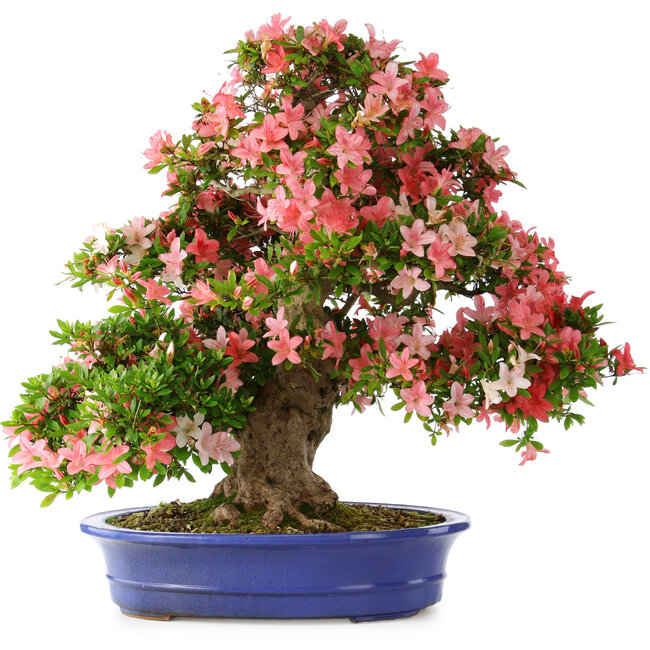 Rhododendron indicum Shin Nikko, 64 cm, ± 25 Jahre alt, mit einem Nebari von 17 cm