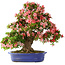 Rhododendron indicum Shin Nikko, 64 cm, ± 25 Jahre alt, mit einem Nebari von 17 cm