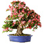 Rhododendron indicum Shin Nikko, 64 cm, ± 25 Jahre alt, mit einem Nebari von 17 cm