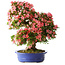 Rhododendron indicum Shin Nikko, 64 cm, ± 25 Jahre alt, mit einem Nebari von 17 cm