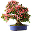 Rhododendron indicum Shin Nikko, 64 cm, ± 25 Jahre alt, mit einem Nebari von 17 cm