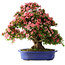 Rhododendron indicum Shin Nikko, 64 cm, ± 25 Jahre alt, mit einem Nebari von 17 cm