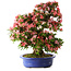 Rhododendron indicum Shin Nikko, 64 cm, ± 25 Jahre alt, mit einem Nebari von 17 cm