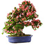Rhododendron indicum Shin Nikko, 64 cm, ± 25 Jahre alt, mit einem Nebari von 17 cm