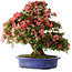Rhododendron indicum Shin Nikko, 64 cm, ± 25 Jahre alt, mit einem Nebari von 17 cm