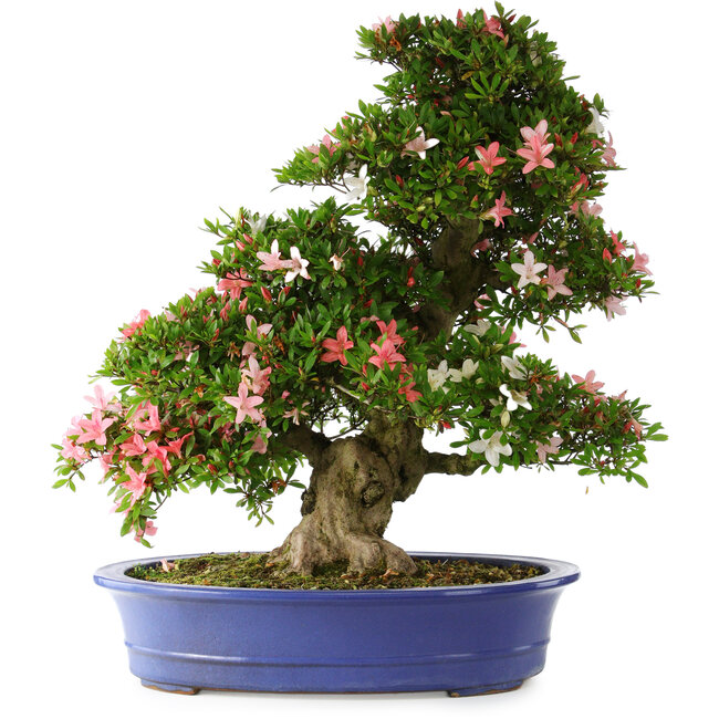 Rhododendron indicum Shin Nikko, 67 cm, ± 25 years old, with a nebari of 16 cm