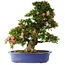 Rhododendron indicum Shin Nikko, 67 cm, ca. 25 Jahre alt, mit einem Wurzelhals von 16 cm