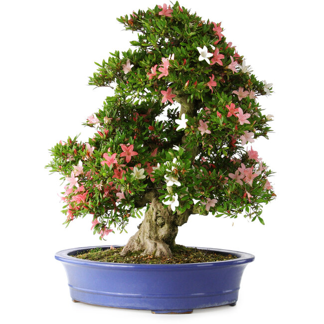 Rhododendron indicum Shin Nikko, 67 cm, ± 25 years old, with a nebari of 16 cm